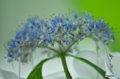 額紫陽花