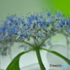 額紫陽花