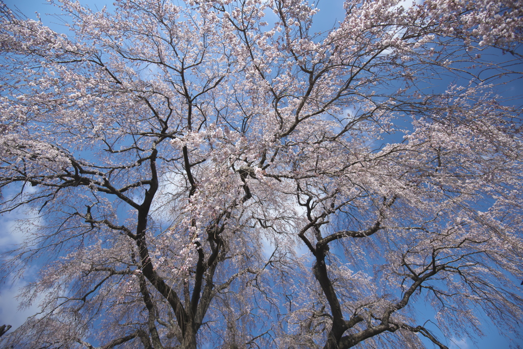 支え柱の無い桜