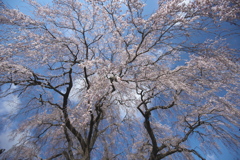 支え柱の無い桜