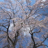 支え柱の無い桜