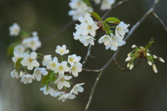 縁結びの桜