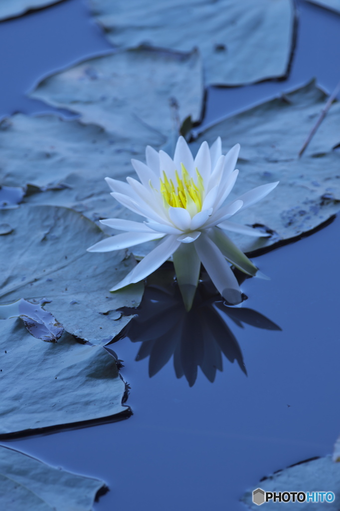 透明度の高い沼の睡蓮　参