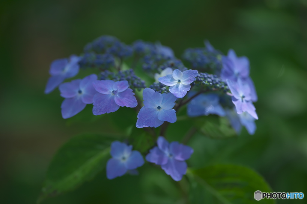 雨引観音の紫陽花　ろ