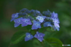 雨引観音の紫陽花　ろ