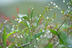 水滴飾り　い