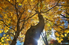 観音沼森林公園