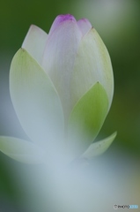 澤観音寺のハスと紫陽花　壱