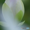 澤観音寺のハスと紫陽花　壱