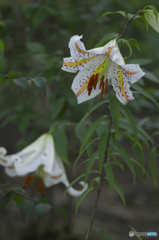 季節は夏　♪♪　ｄ