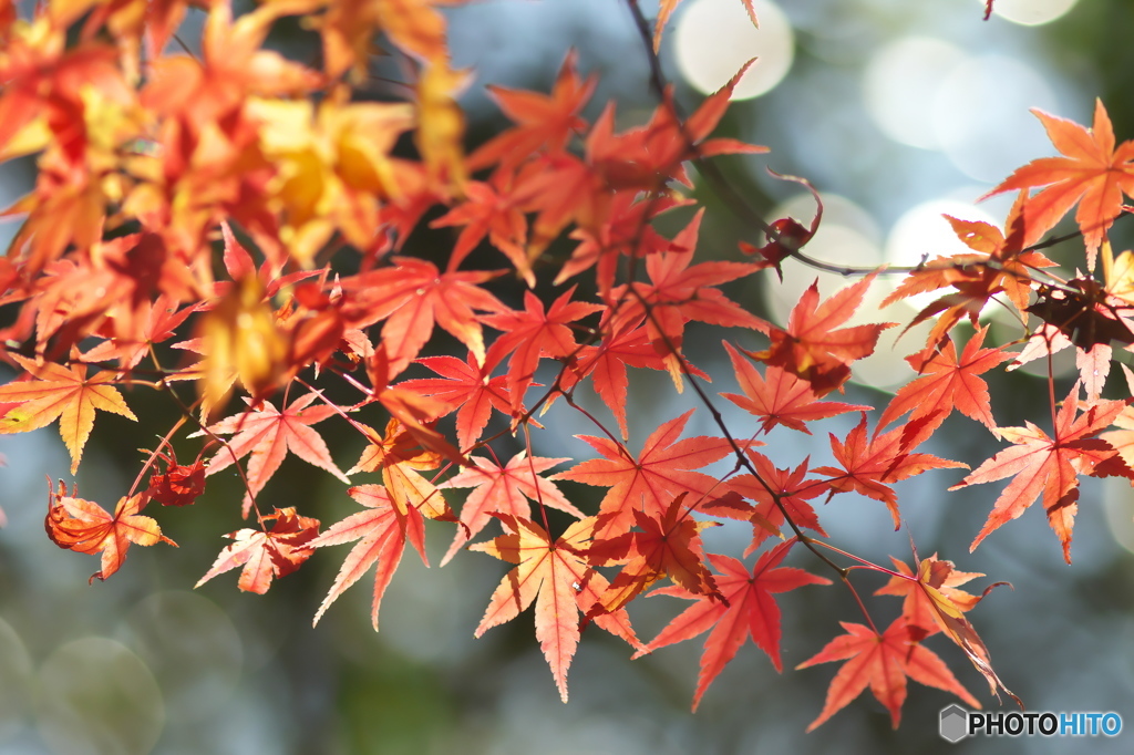 紅葉