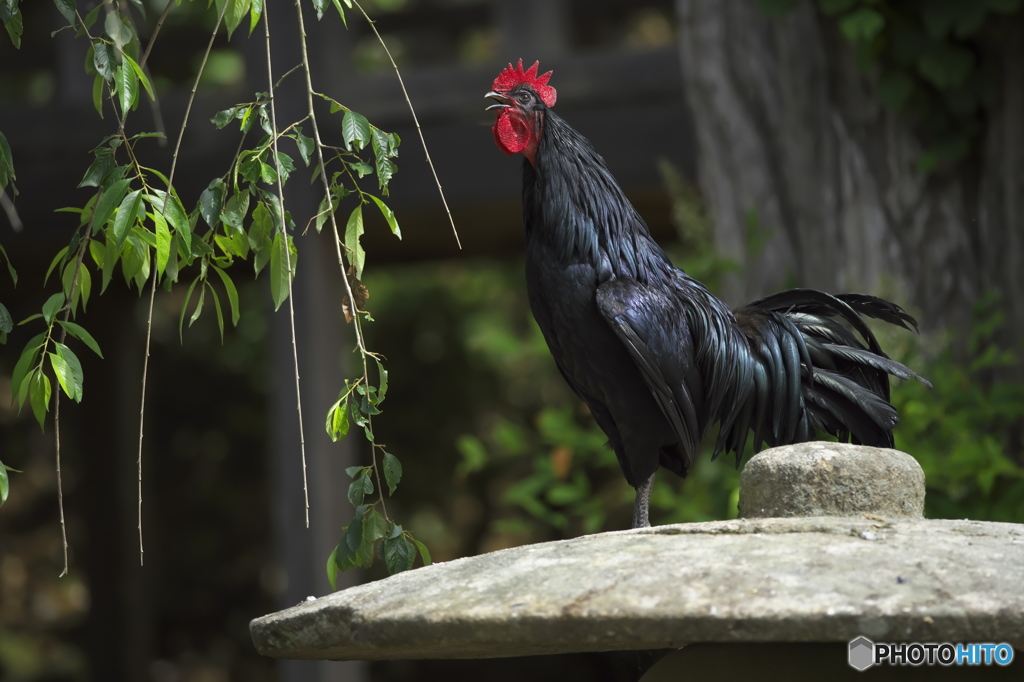 雨引観音の長鳴鳥