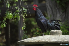 雨引観音の長鳴鳥