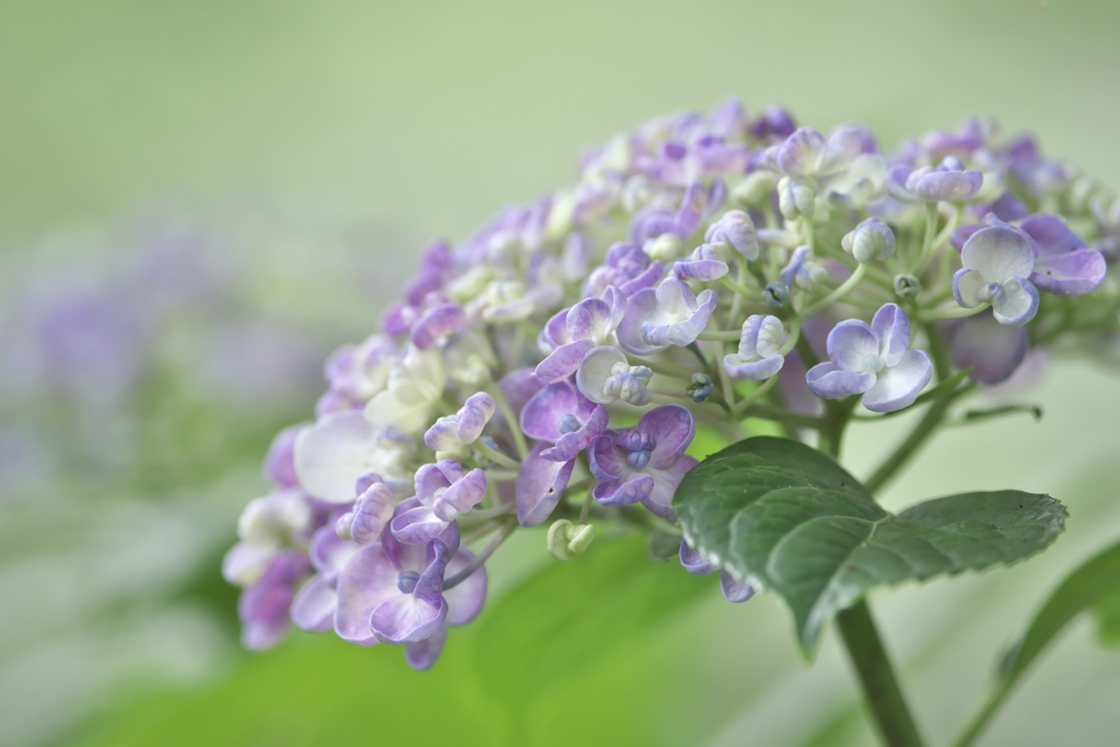 雨引観音の紫陽花　四