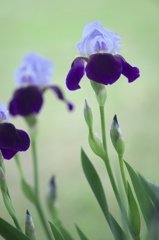 佐沼サンビーチの旬の花　壱