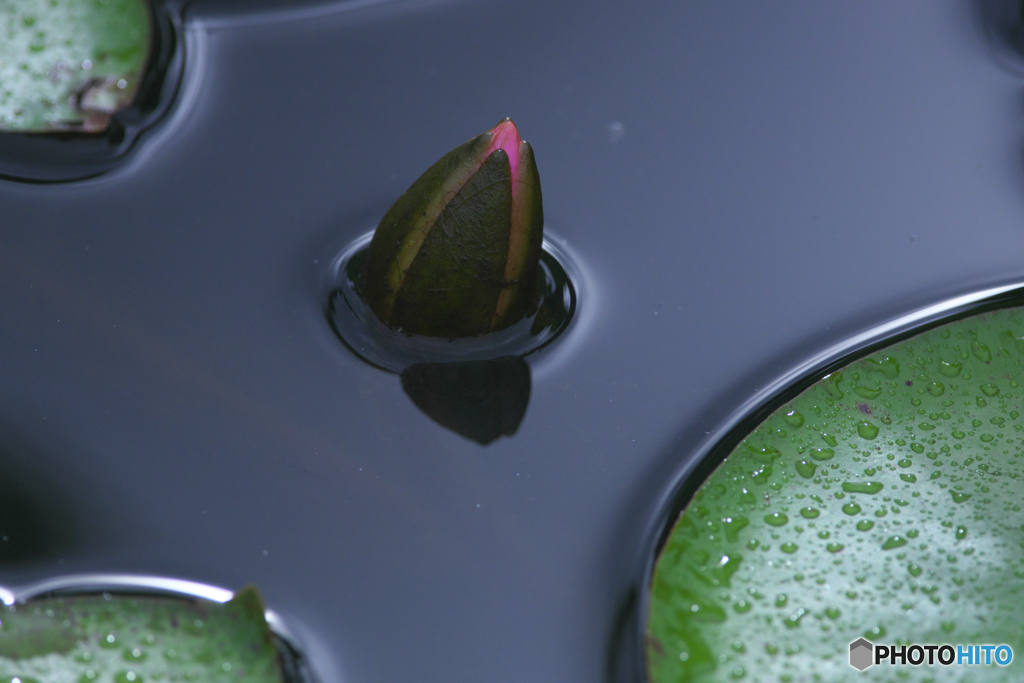 睡蓮の蕾　