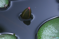 睡蓮の蕾　