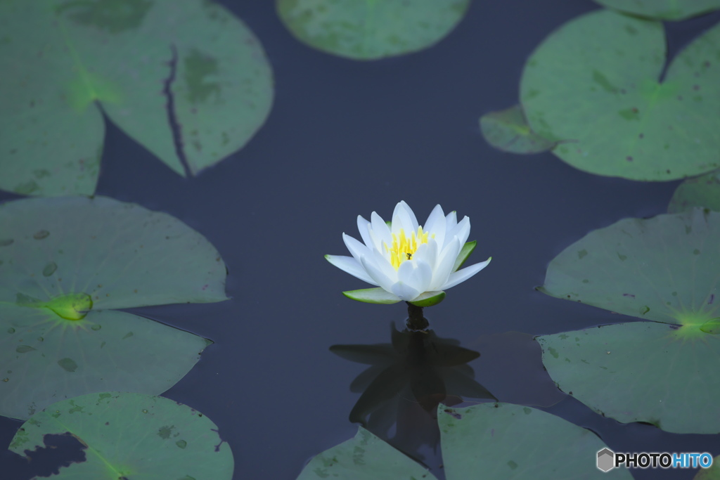 睡蓮と紫陽花　a