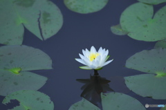 睡蓮と紫陽花　a