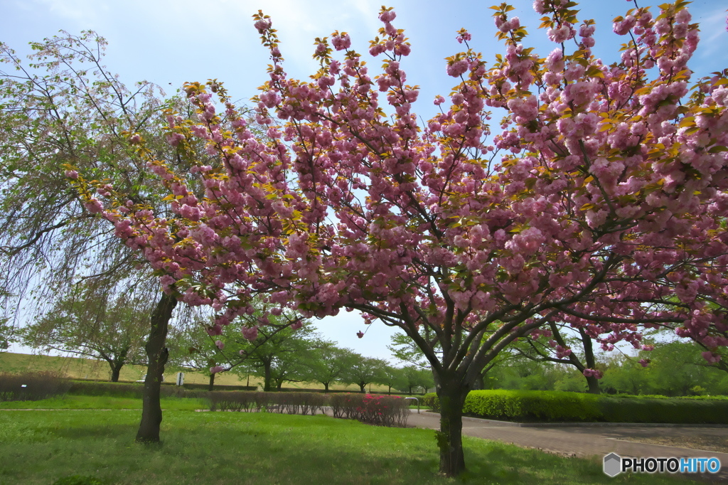 最後に咲くのは八重桜