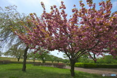 最後に咲くのは八重桜