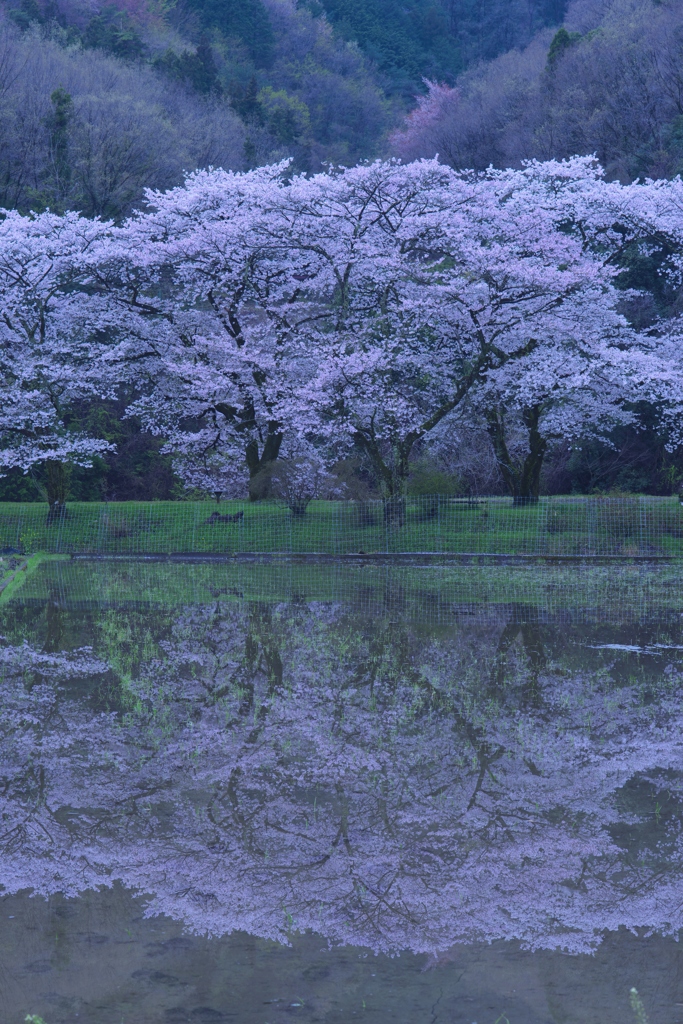 映り込みこみの桜