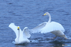 もうじき帰って行く白鳥達