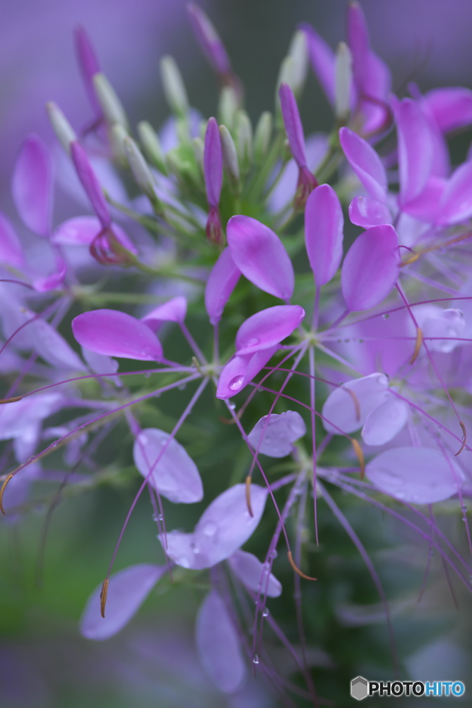 知人の庭は花いっぱい♪♪　ｄ