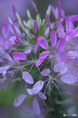 知人の庭は花いっぱい♪♪　ｄ