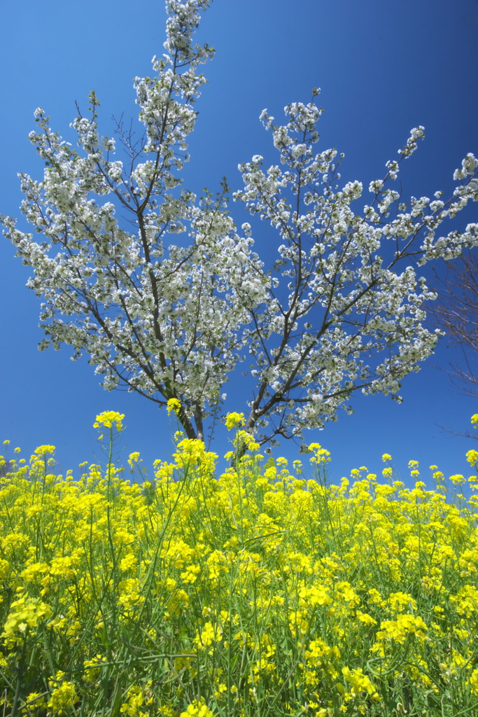 亀岡八幡宮の花