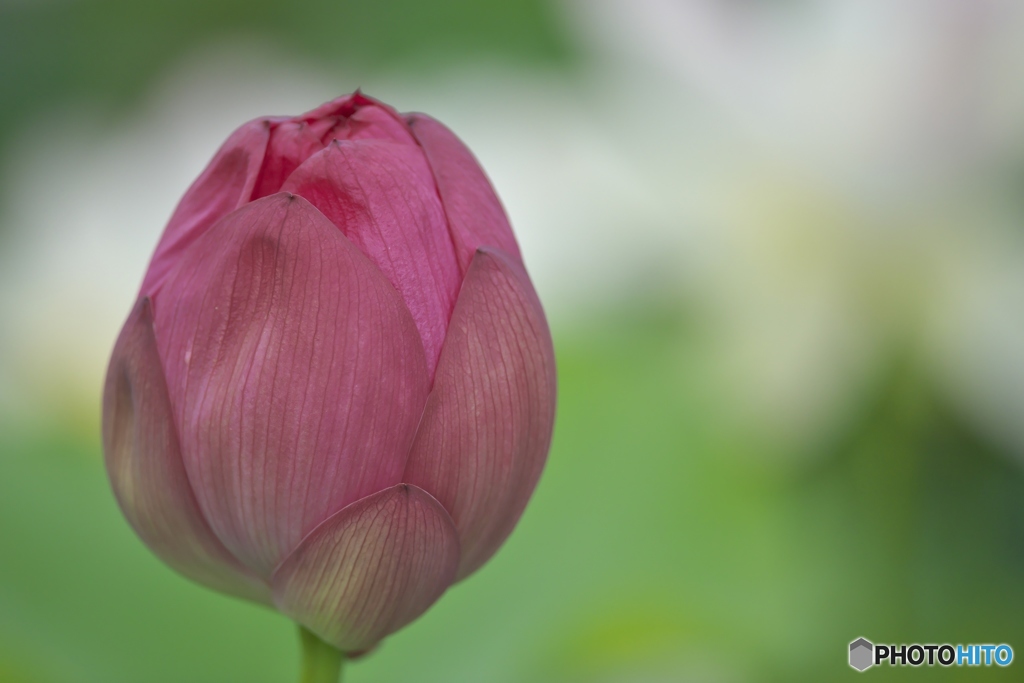 澤観音寺のハス　弐