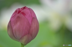 澤観音寺のハス　弐