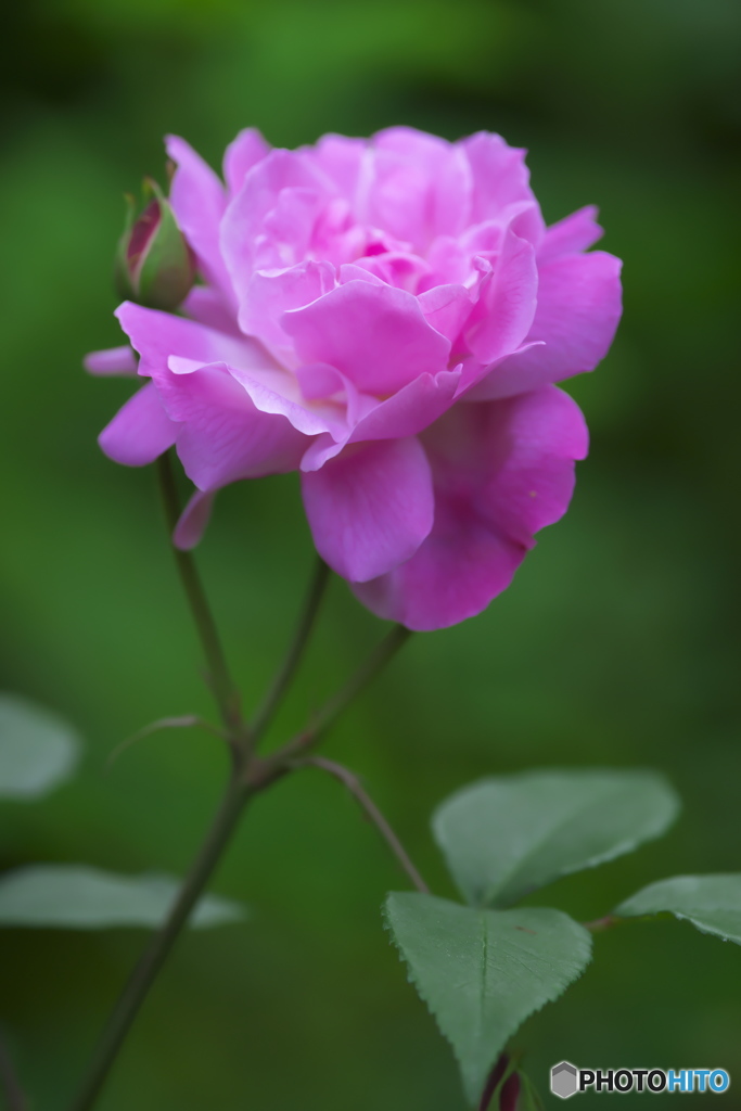 公園に咲いていた薔薇