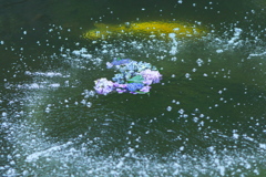 雨引観音の紫陽花。