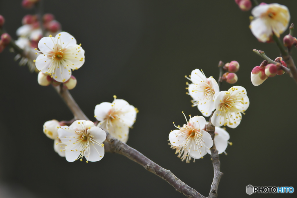 公園の白梅