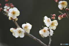 公園の白梅