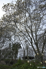 公園のハクモクレン