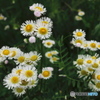 道端の花