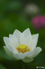 休耕田に咲く蓮　　は