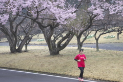 公園の桜　　ろ