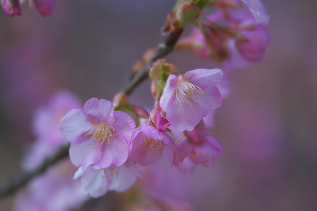 雨引観音の河津桜