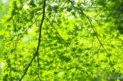 近くの公園は新緑にあふれていた　(^^♪