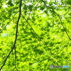 近くの公園は新緑にあふれていた　(^^♪