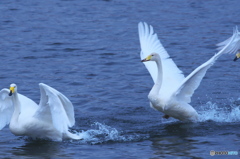 白鳥には青い清流が最高　(^^♪