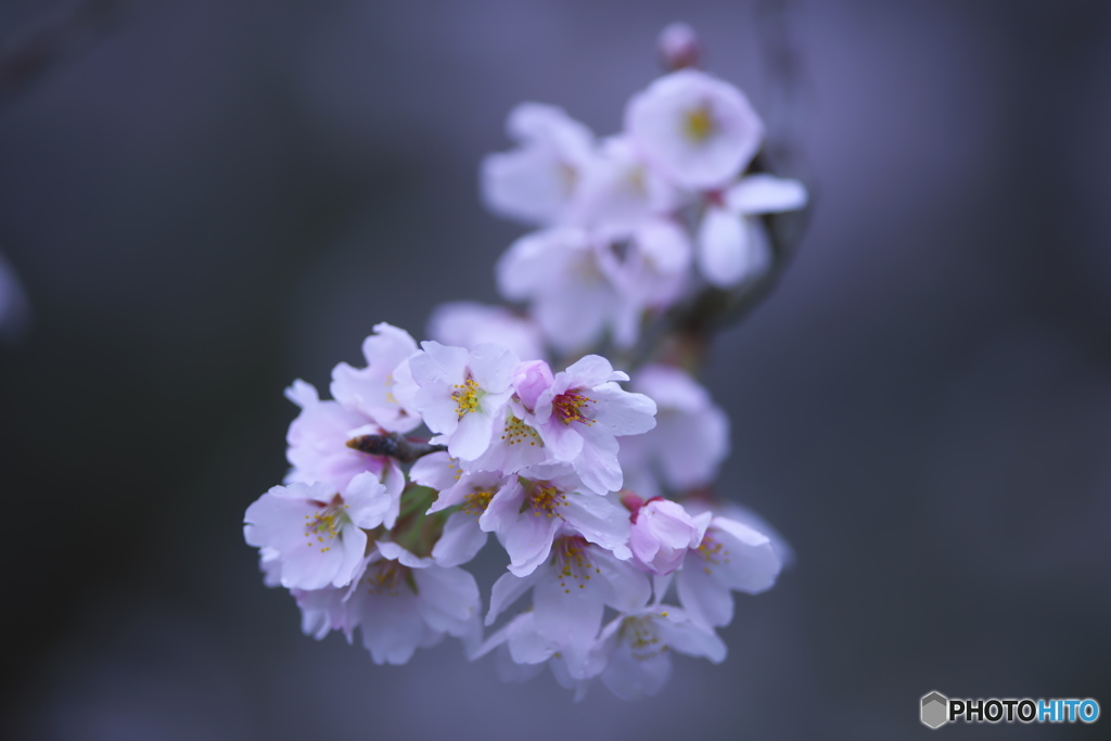 小雨の桜