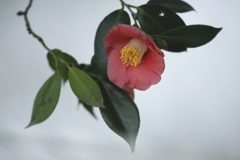 公園の椿　イ