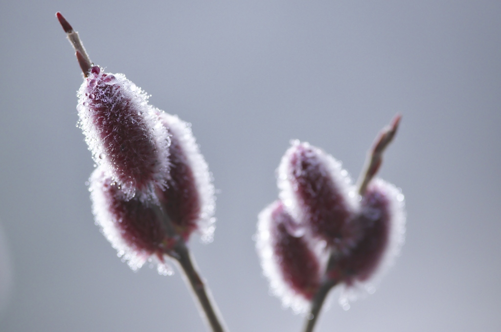 紅いネコヤナギ