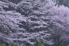 霧雨の桜