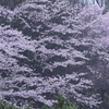 霧雨の桜