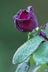 黒薔薇